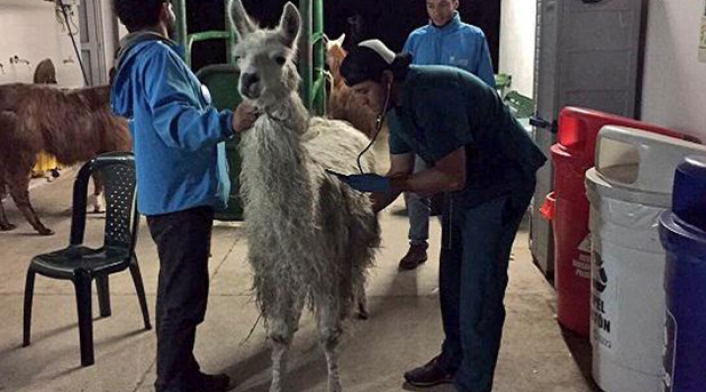 LlamaPrince3.jpg