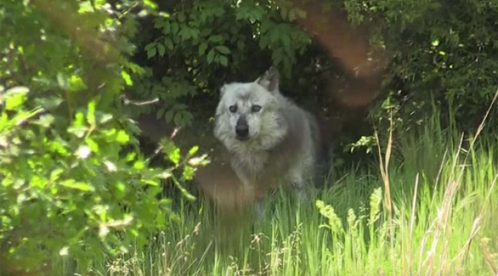 Lobos-y-osos-Grecia.jpg