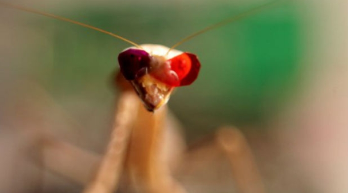 Mantis-religiosa.jpg