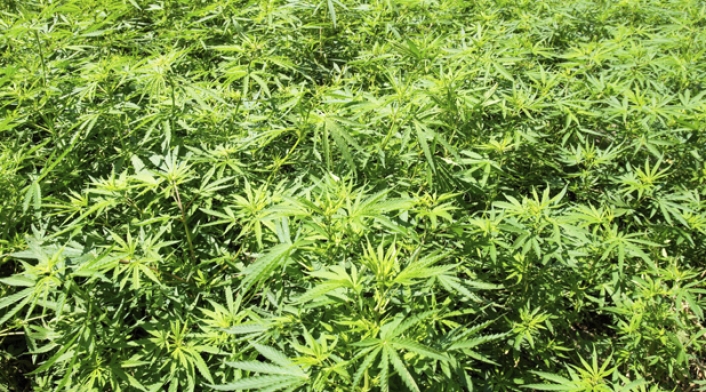 Marihuana-LAFm-Ingimage.jpg