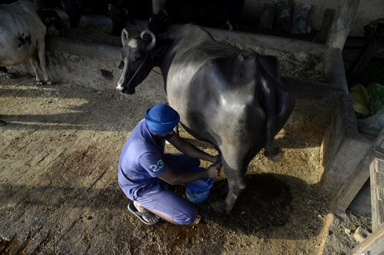 Ordeñar-vacas-LA-FM-AFP.jpg