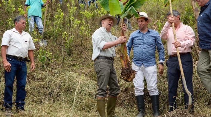 PLATANO.jpg