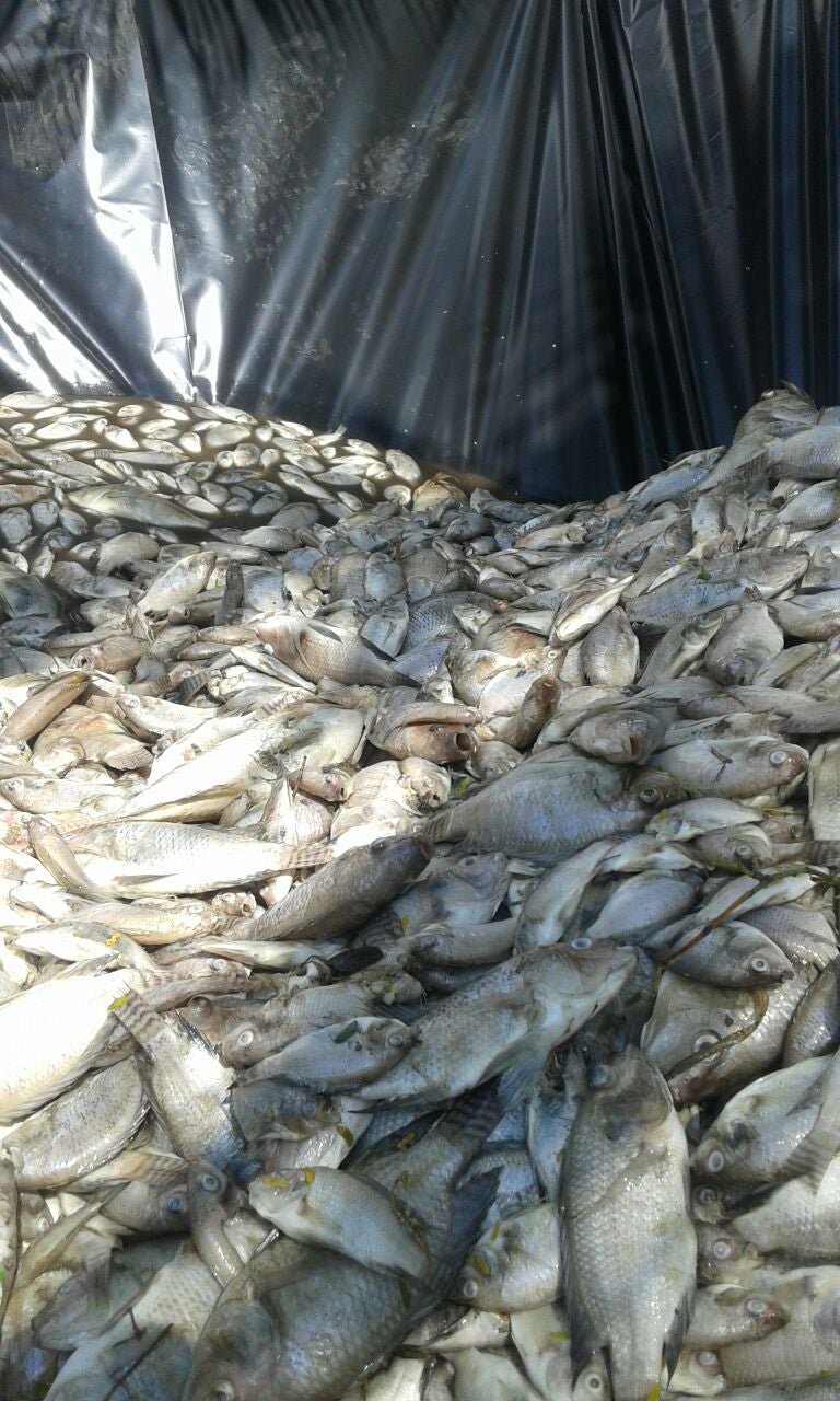 Peces-El-Peñón-2.jpeg