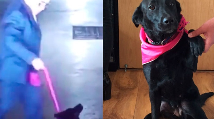 Perrita-Sacha.jpg