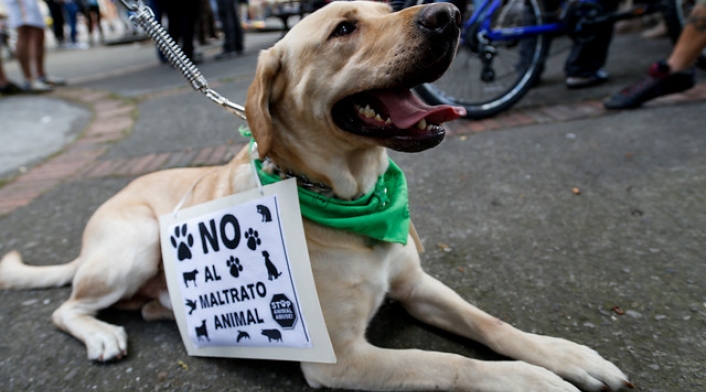 Perro-Colprensa-Mauricio-Alvarado.jpg