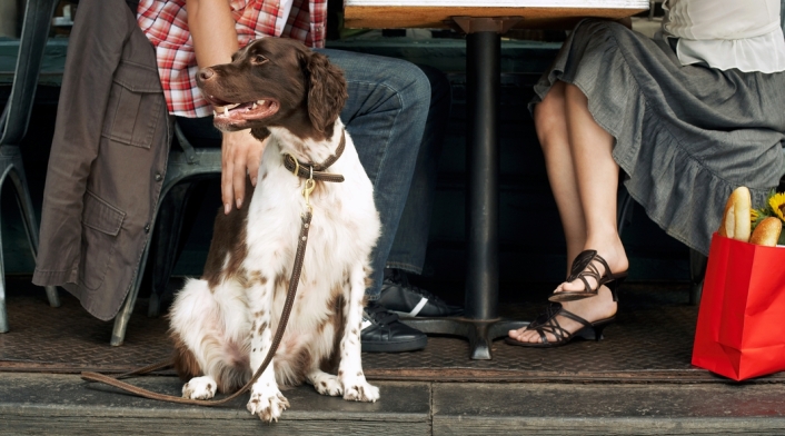 Perro-ingimage.jpg