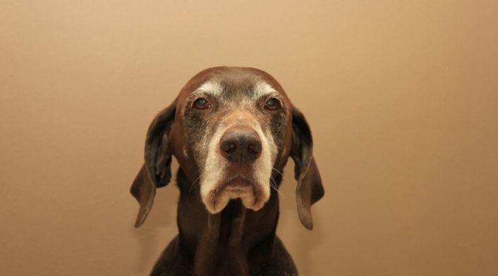 Perro-Lafm-Ingimage.jpg