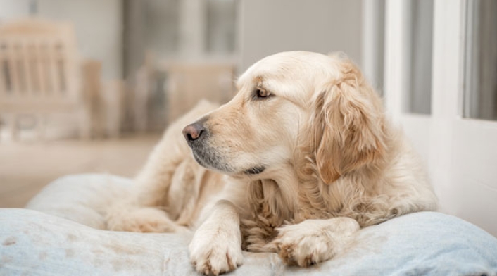 Perro-ingimage1.jpg