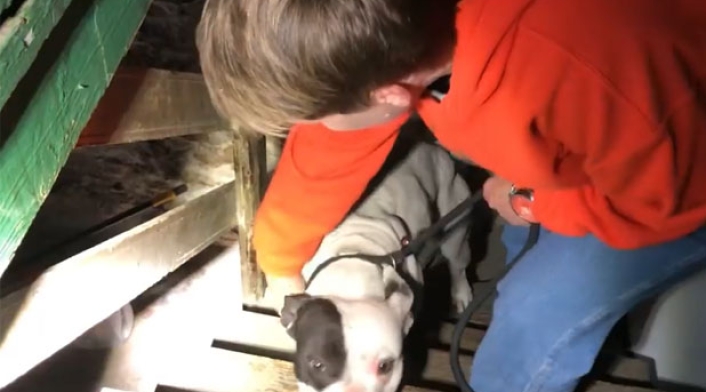 Perro-pitbull.jpg