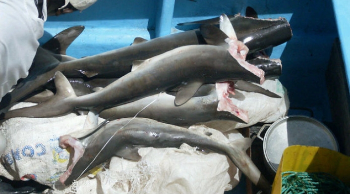 Pesca-LAFm-Colprensa.jpg