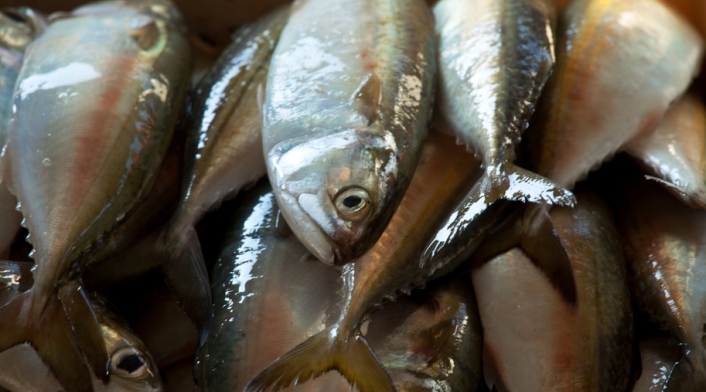 Uno de cada cinco pescados que se vende en Estados Unidos está mal etiquetado. Uno de cada cinco pescados que se vende en Estados Unidos está mal etiquetado.