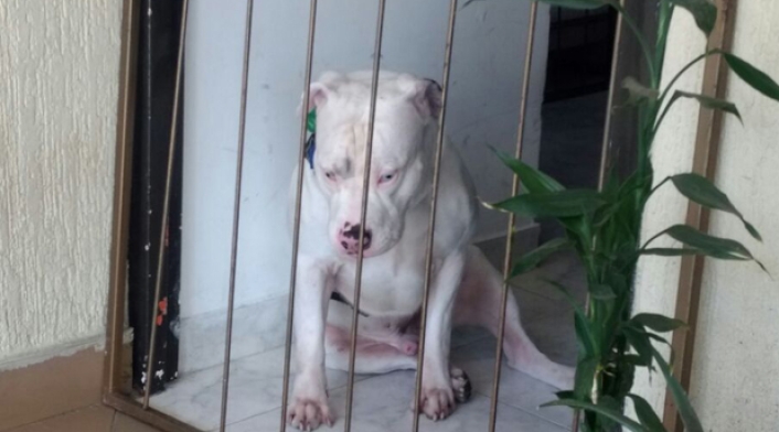 Pit-bull-suministrada-LA-MF.jpg