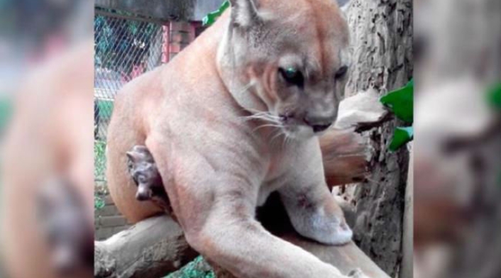 Puma1.jpg