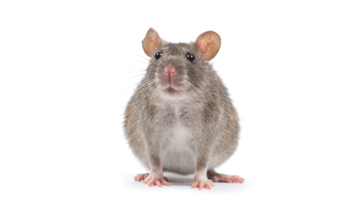 Ratón-ingimage-1.jpg