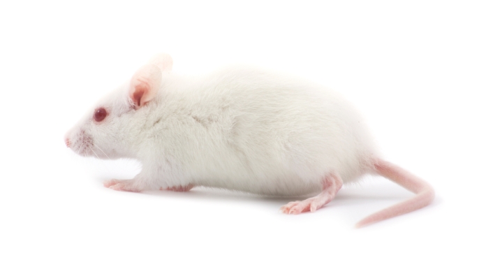 Ratón-ingimage.jpg