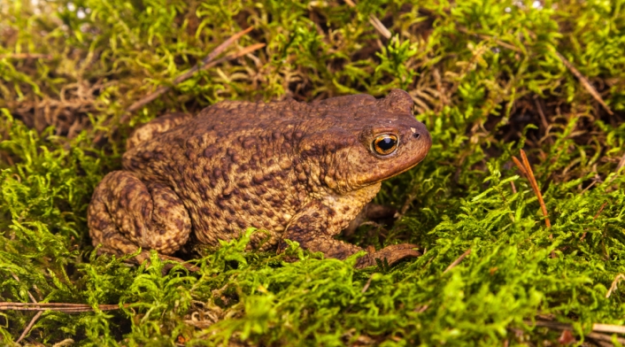 Sapo-Ingimage.jpg
