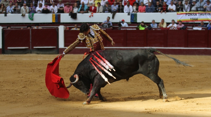 Toros-Colprensa-Sofía-Toscano.jpg