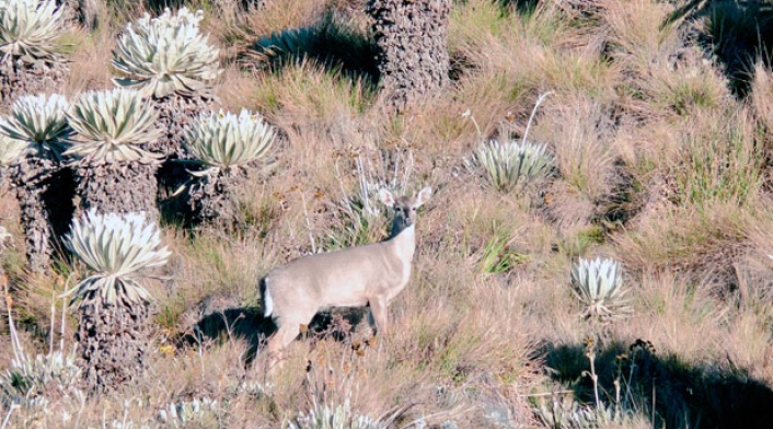 Venado-de-cola-blanca.jpg