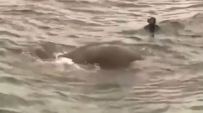 elefante.jpg
