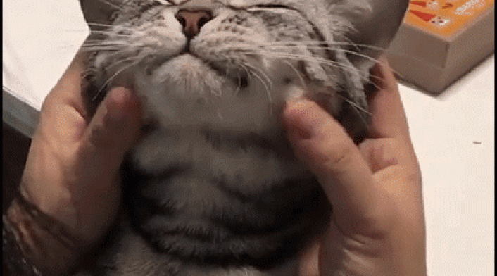 giphy-4-2.gif