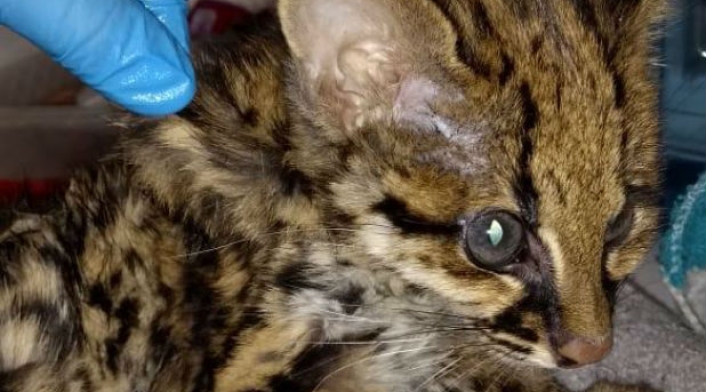 leopardoLAFM.jpg