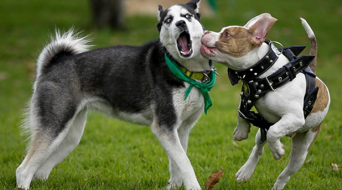 perros5.jpg