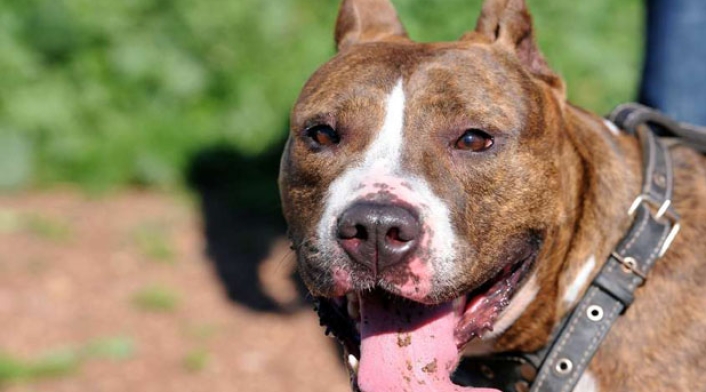 pitbull-.jpg