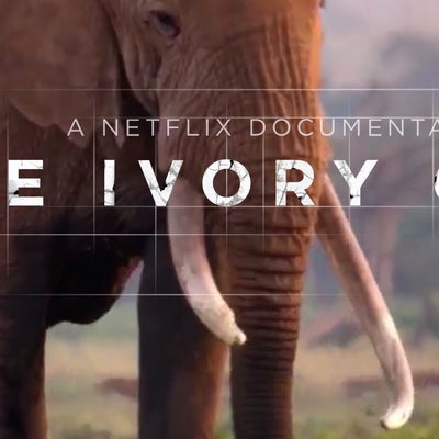 'The Ivory Game', el documental que destapa el lado oscuro del marfil