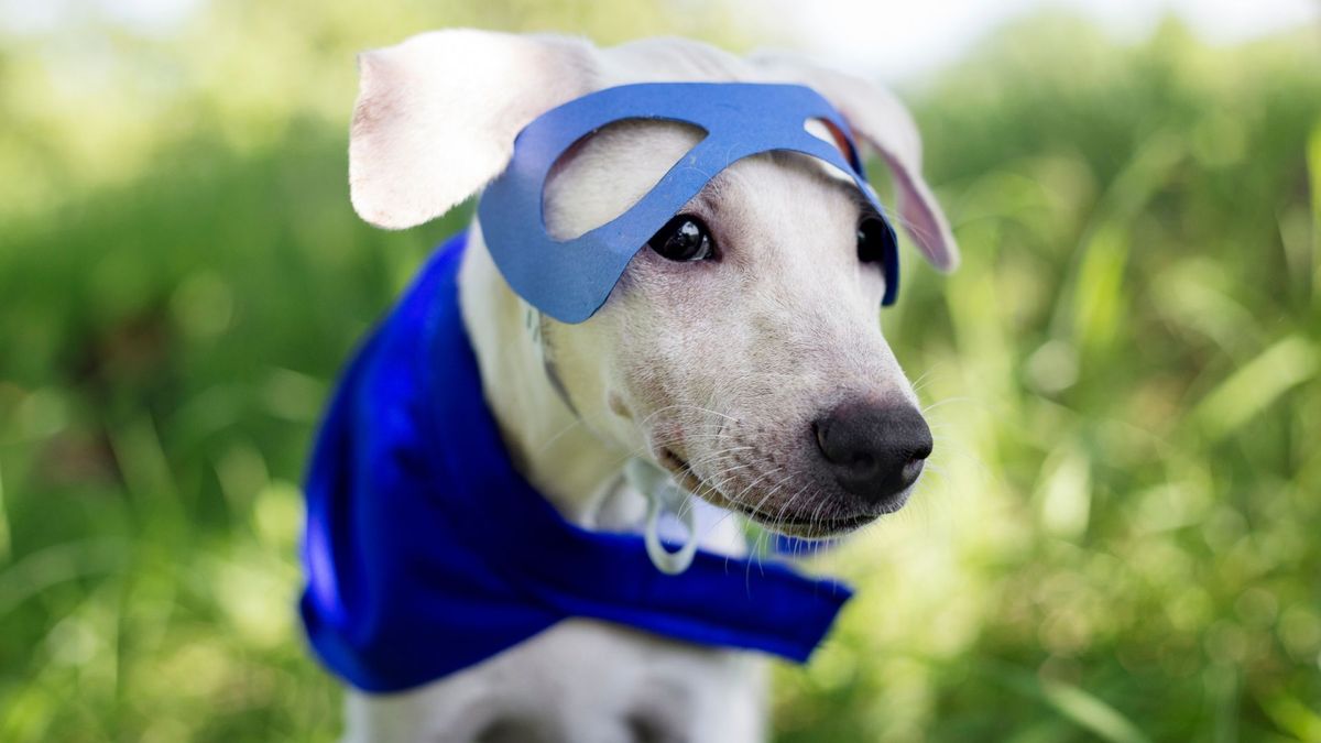 Mascotas en Halloween