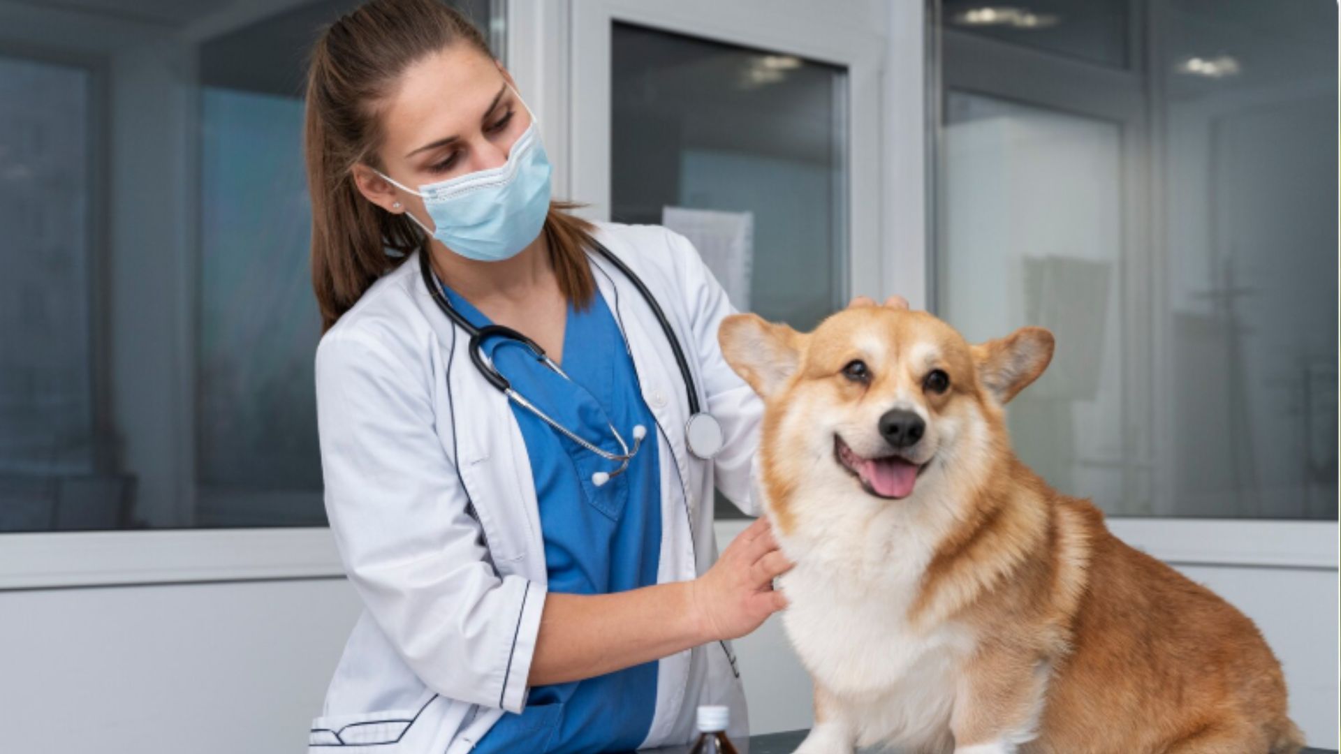 Veterinaria atendiendo a un perro