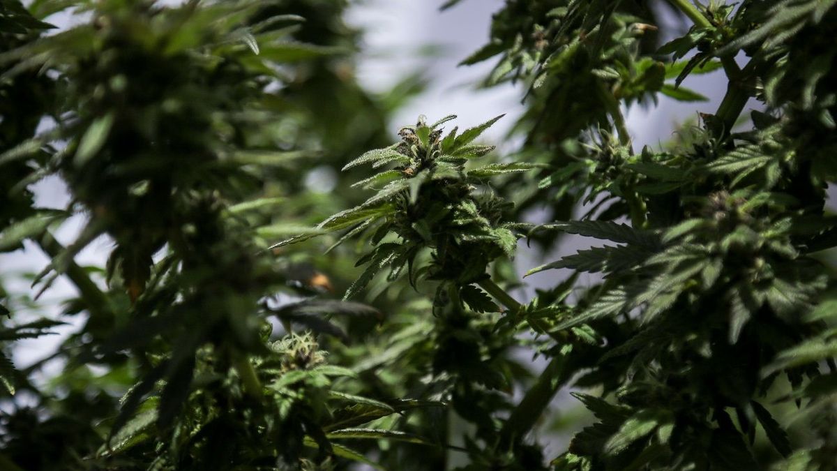 Planta de cannabis.