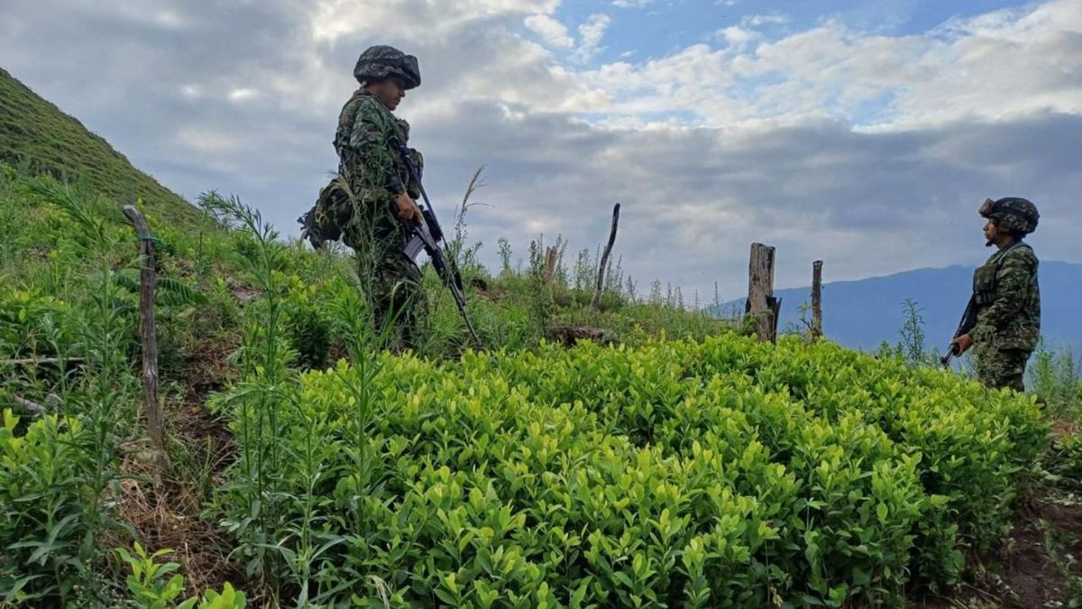 Semillero de coca en el Catatumbo