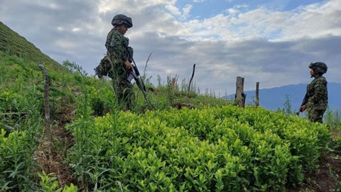 Semillero de coca en el Catatumbo