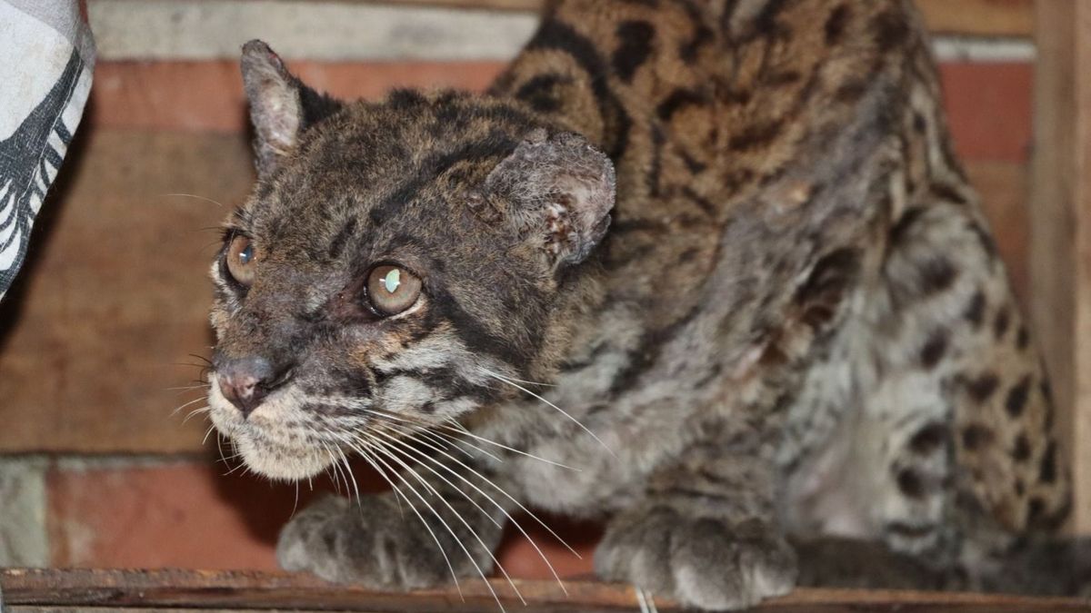El animal se encontraba en un pésimo estado de salud.
