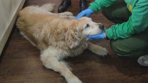 Perrita rescatada por las autoridades