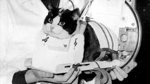 Félicette la increíble historia de la primera gata que viajó al espacio y fue olvidada por la historia