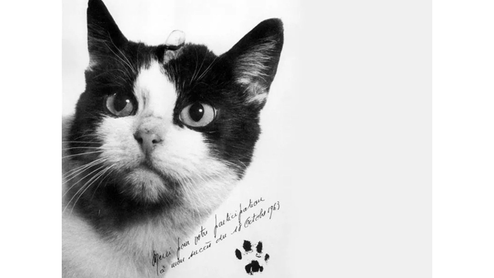 Félicette: la increíble historia de la primera gata que viajó al espacio y fue olvidada por la historia