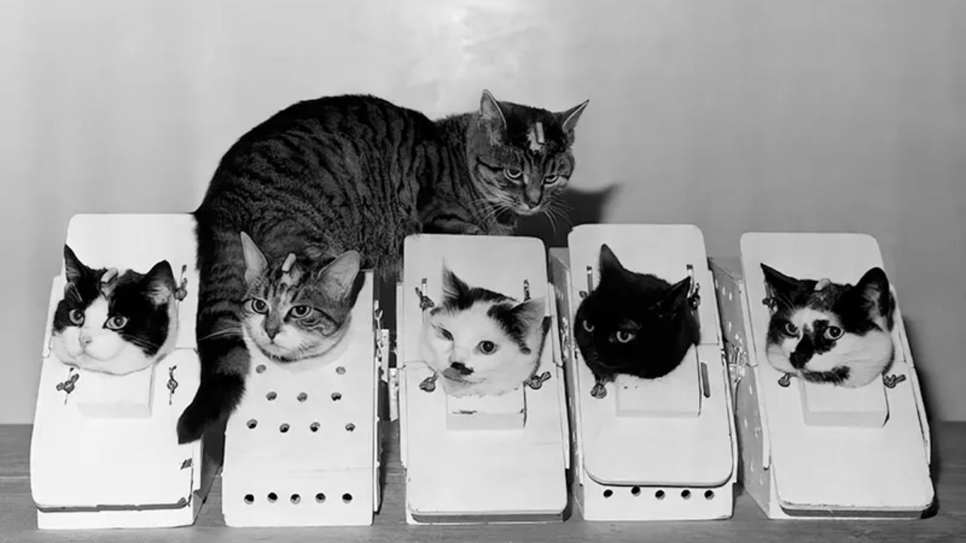 Félicette: la increíble historia de la primera gata que viajó al espacio y fue olvidada por la historia