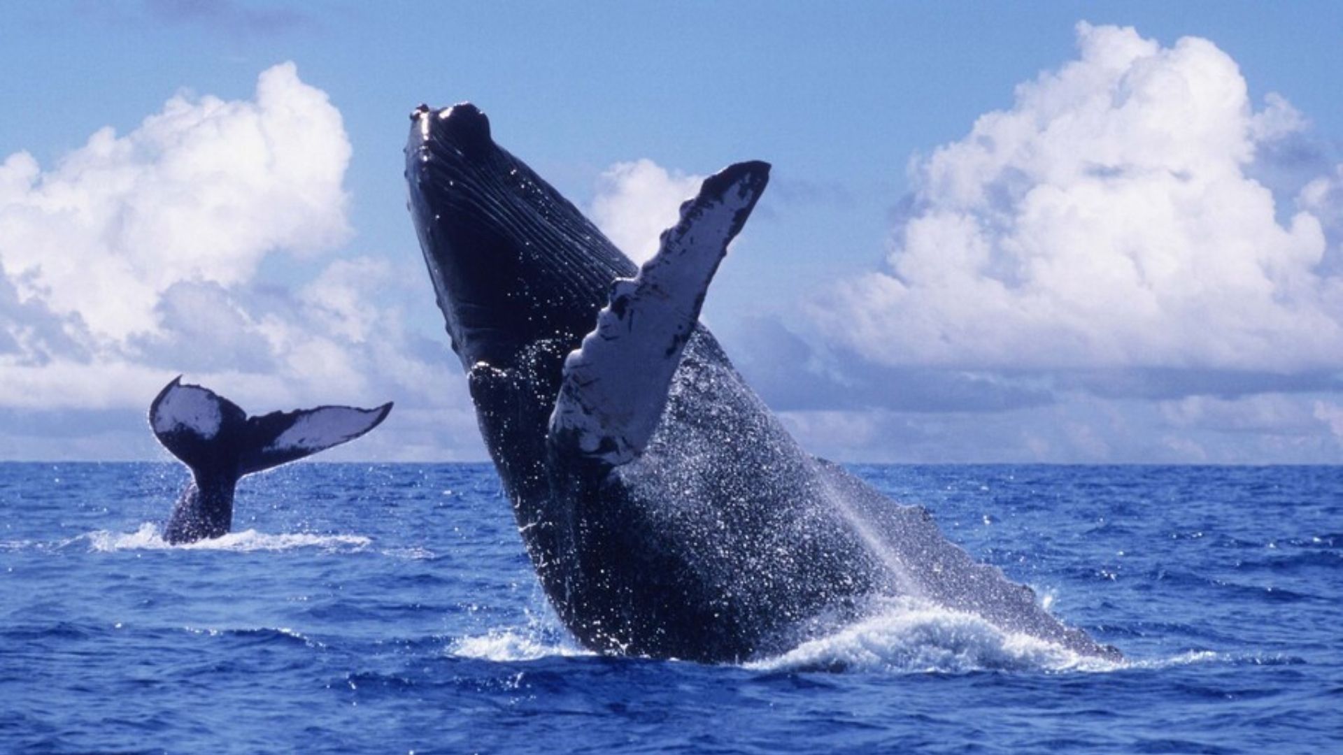 Inauguran la primera ruta directa entre Bogotá y Nuquí.