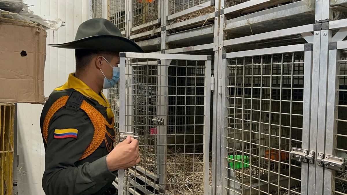 Rescate de animales en La Minorista de Medellín