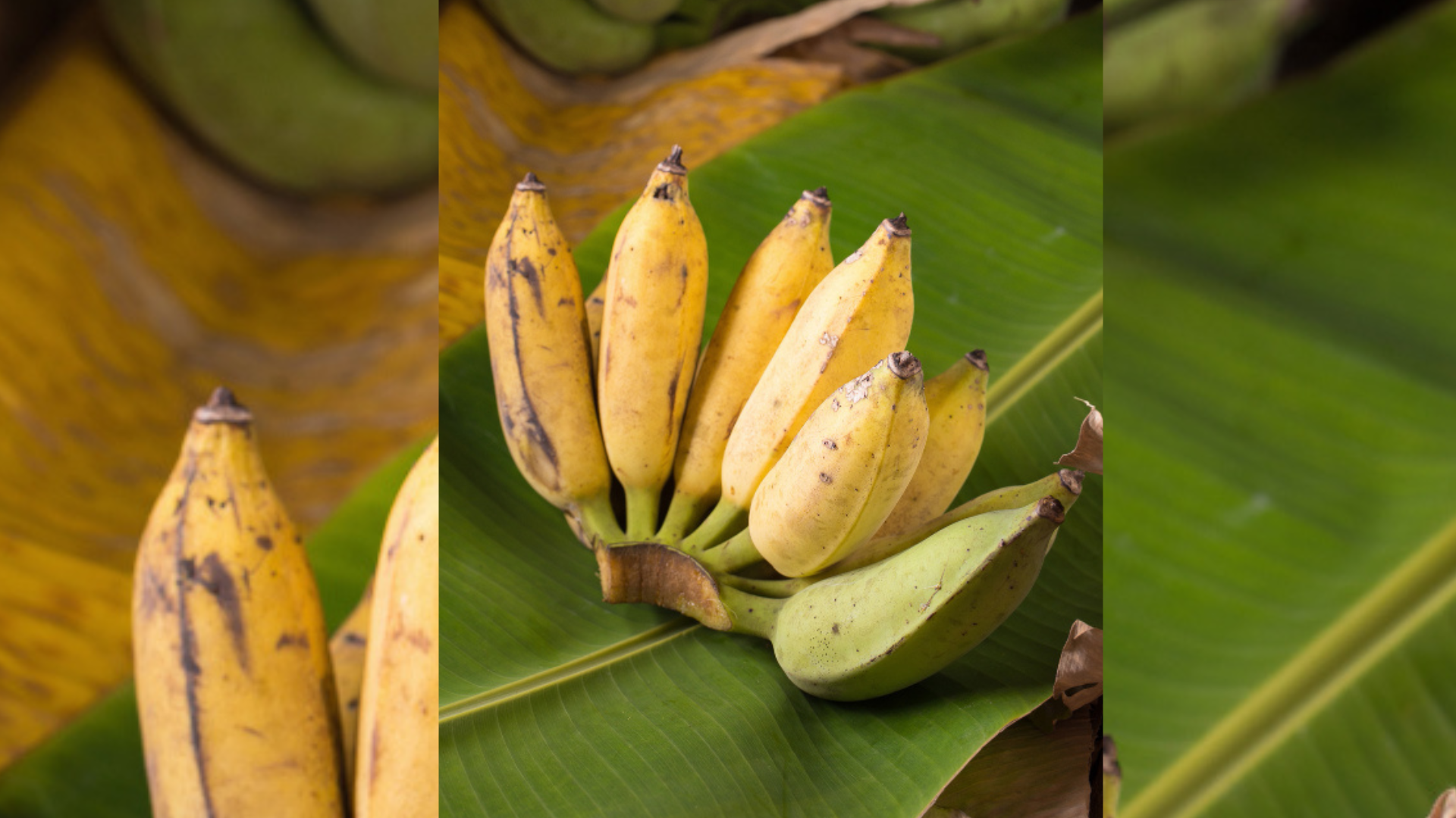 Según nutricionistas, el banano es ideal para mejorar la digestión y el bienestar emocional.