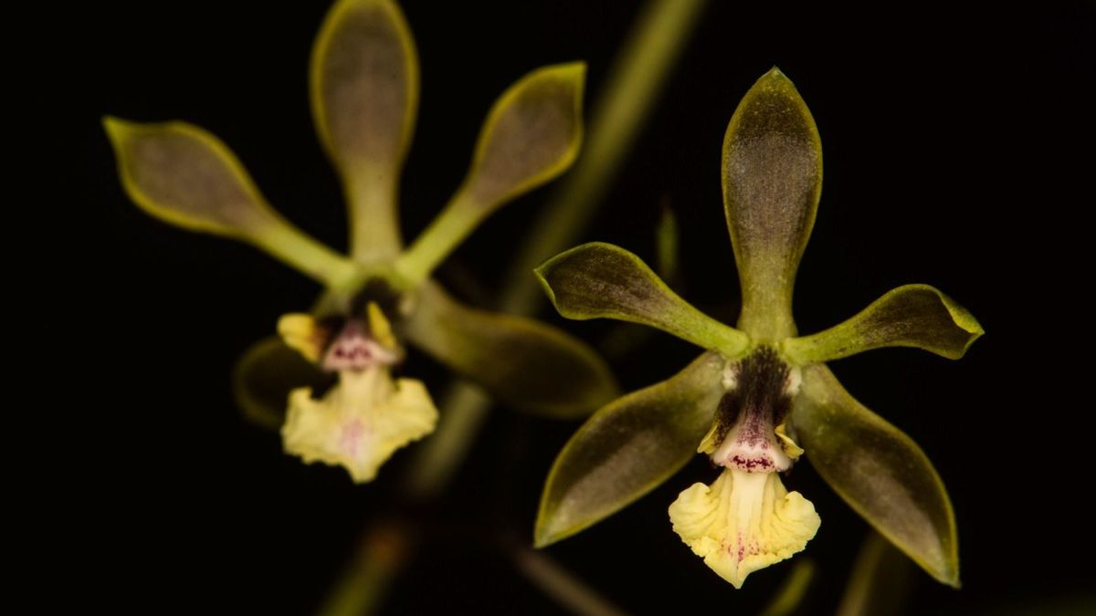 Científicos vallecaucanos descubrieron una nueva especie de orquídea en el municipio de Tuluá.