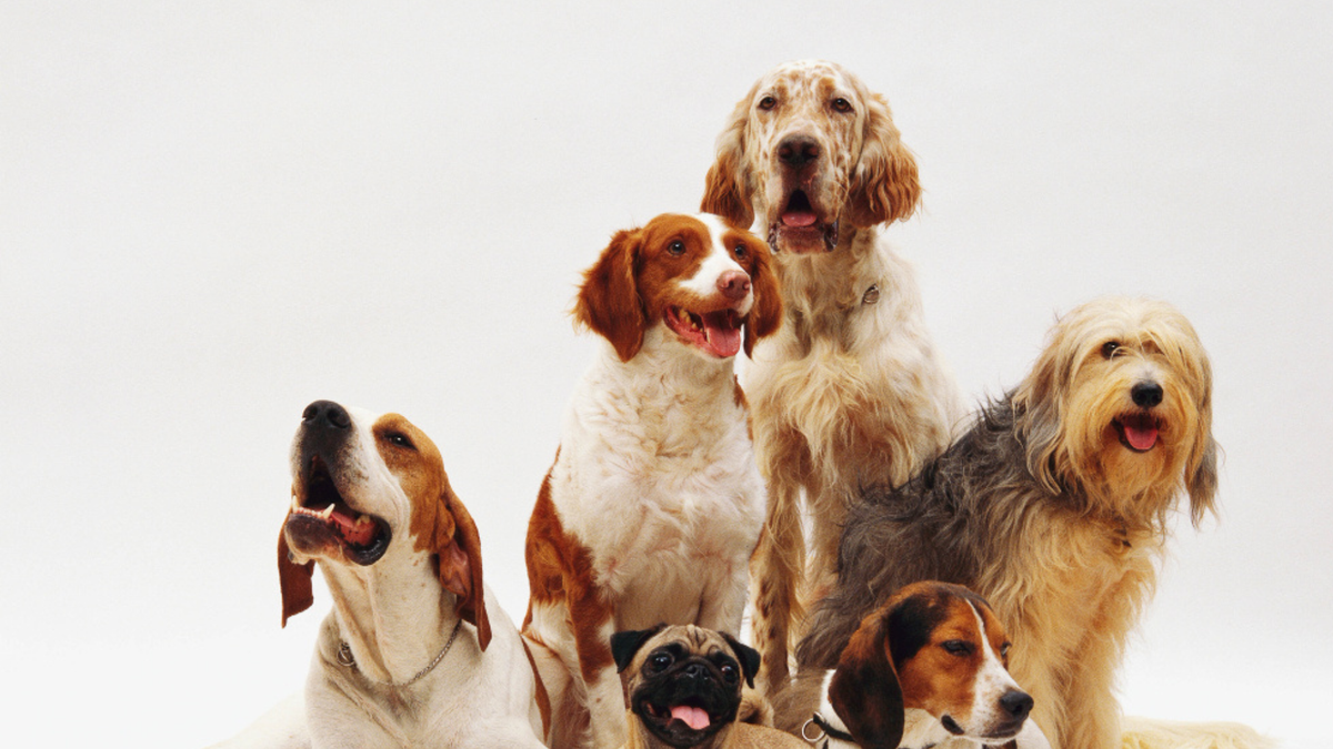 El agresor llegó a su entrega con un perro asegurando que era la víctima y que había sobrevivido; forenses verifican si es el mismo.