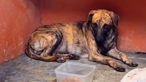 Perro maltratado - Antioquia -2025