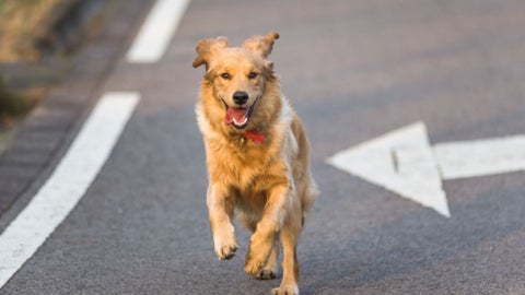 El decano de la Facultad de Medicina Veterinaria de la Uniremington, Julio César Aguirre Ramírez entregó un informe detallado que indica que hay una alta probabilidad de que el perro con el que llegó el victimario a la estación de Policía de Yarumal es el mismo perro maltratado.