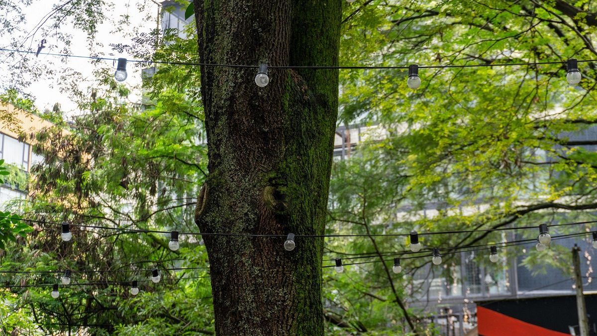 En Provenza, comerciantes comenzaron el desmonte de letreros, luces y otros elementos de los árboles