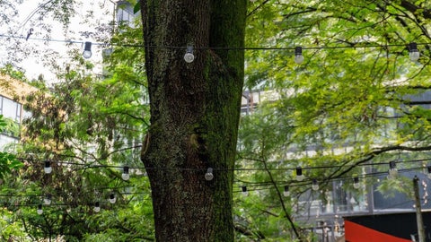 En Provenza, comerciantes comenzaron el desmonte de letreros, luces y otros elementos de los árboles