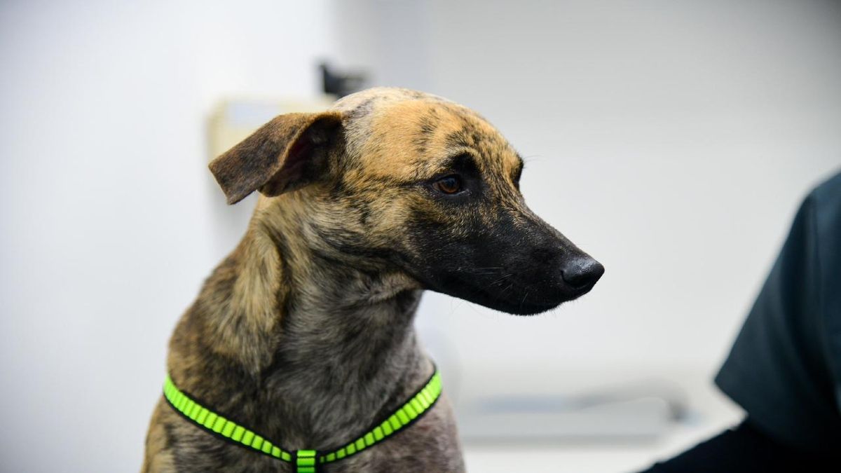 “Bizcocho”, el perro víctima de maltrato animal