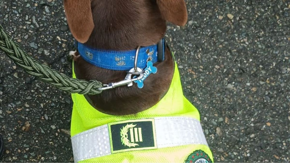 Uniforme para Perro Policía
