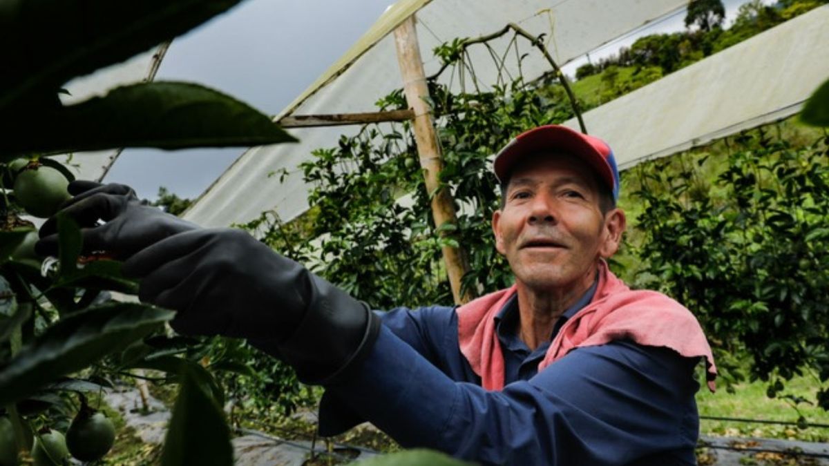 Campesino trabajando